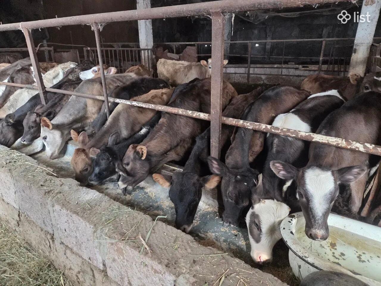 Հորթեր կաթից կտրած և կաթ ուտող