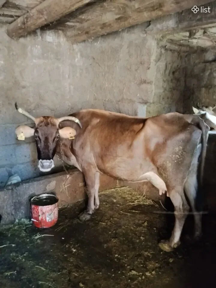 Կով կովեր կթու Սակարկելի