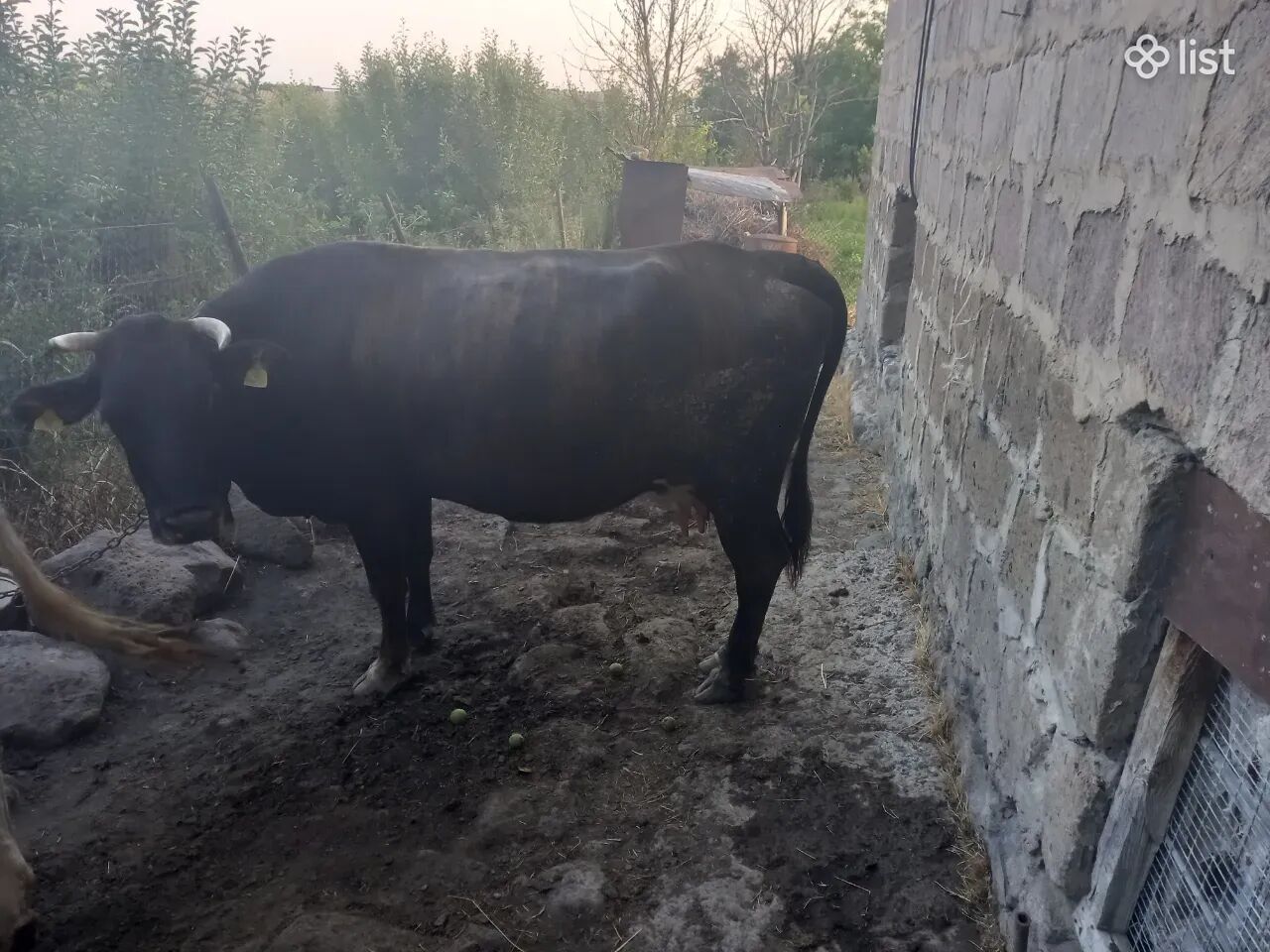 Առողջ կով իրա որձ հորթով