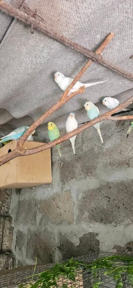 Ալիքավոր թութակներ