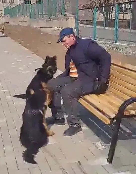 Շների վարժեցում անցանկալի պահվացքի շտկում