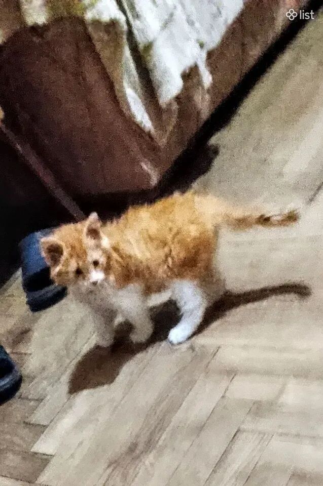Նորվեգական կատու