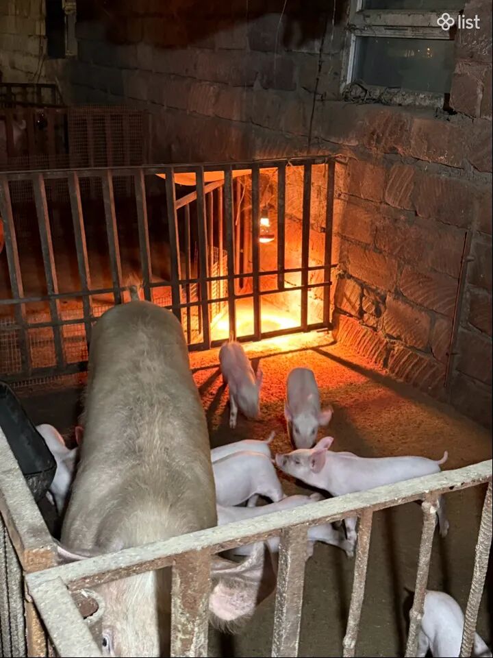 Մայր խոզ Յորշեր ցեղատեսակի