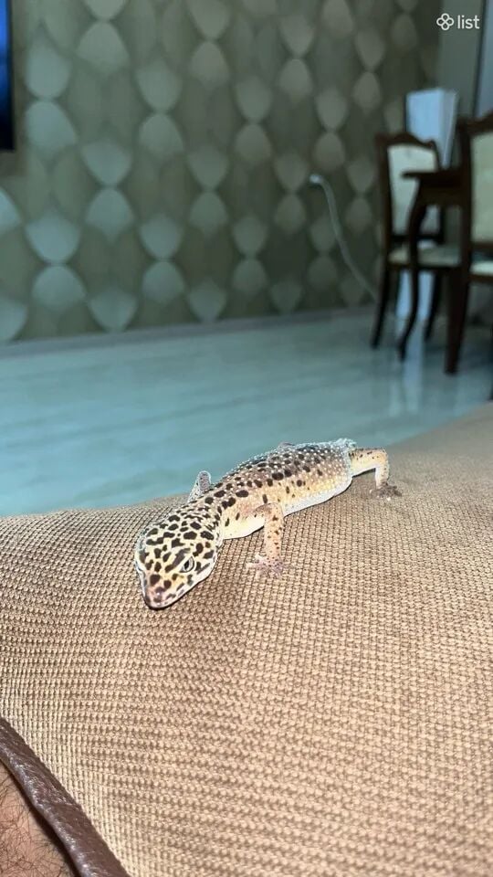 Գեկո, Գեկոներ, Սողուն, Մողեց, Gecko, Gekko