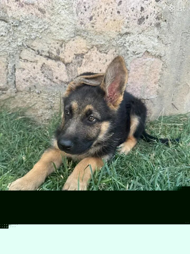 Մաքրացեղ հովվաշուն