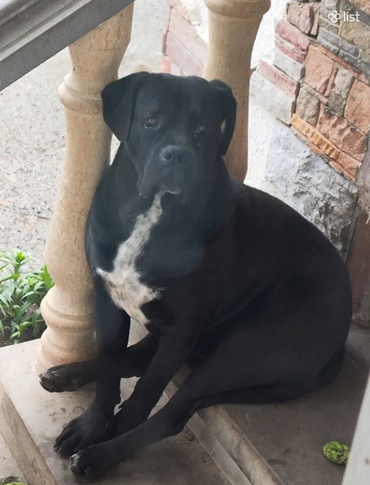 Cane Corso / Кане Корсо / Կանե Կորսո փնտրում եմ էգ հարսնացու