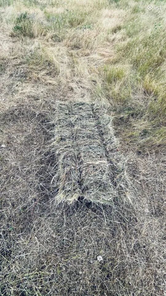 Այգու խոտ, անասնակեր, խոտ, տուկ, յոնջա