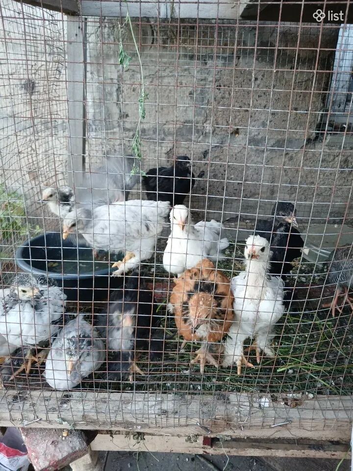 Բռամա հավի ճտեր 2 ամսական