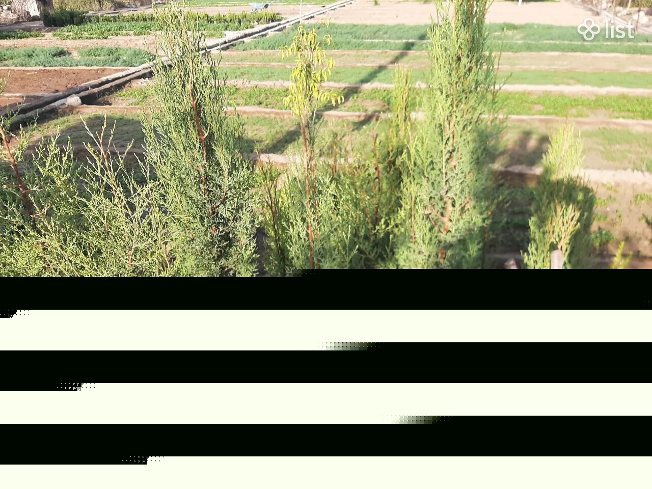 Իսպանական կիպարիս