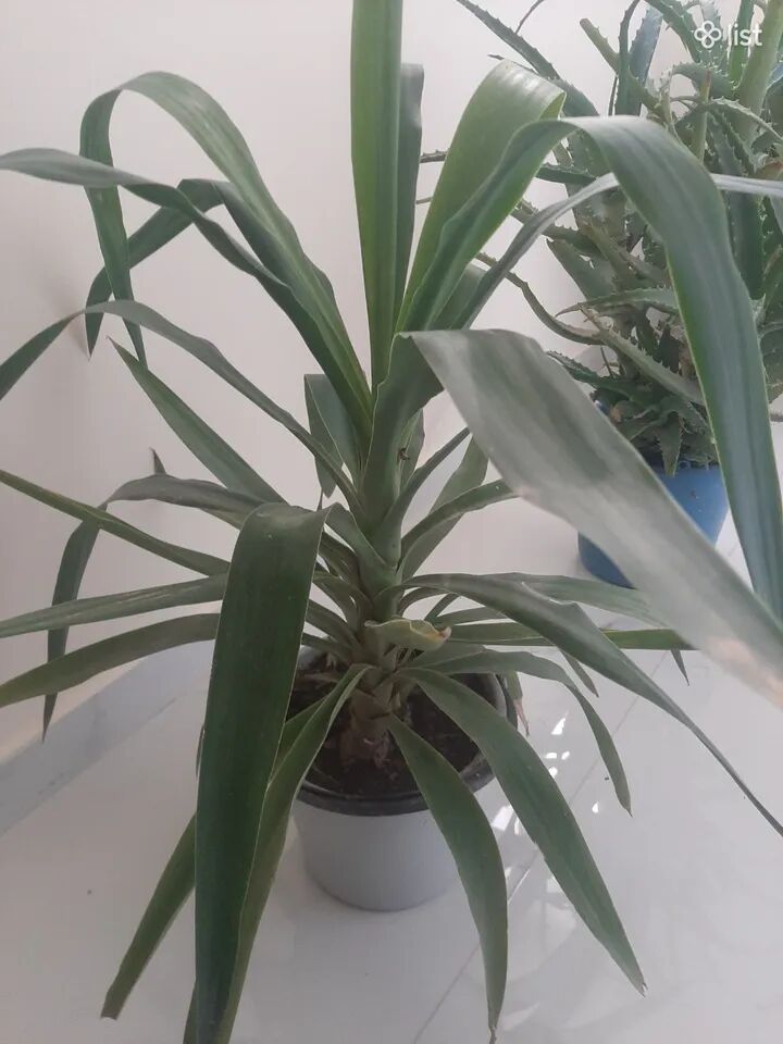 Պալմա յուկա, Yucca elephantipes