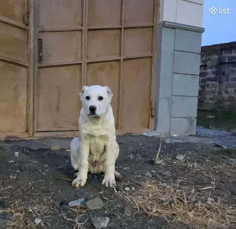 Շուն; Մաքրացեղ; Ալաբայ; Որձ; САО;