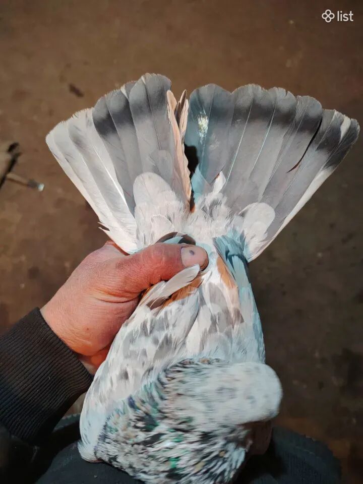Աղավնի աղավնիներ