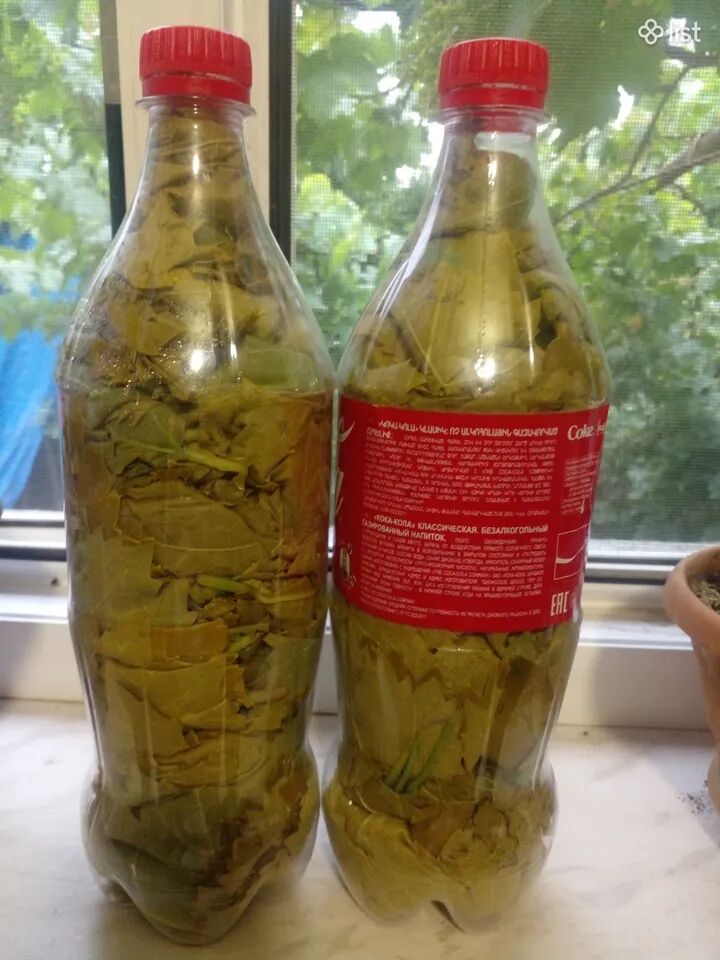 Խախողի տերև թուփ