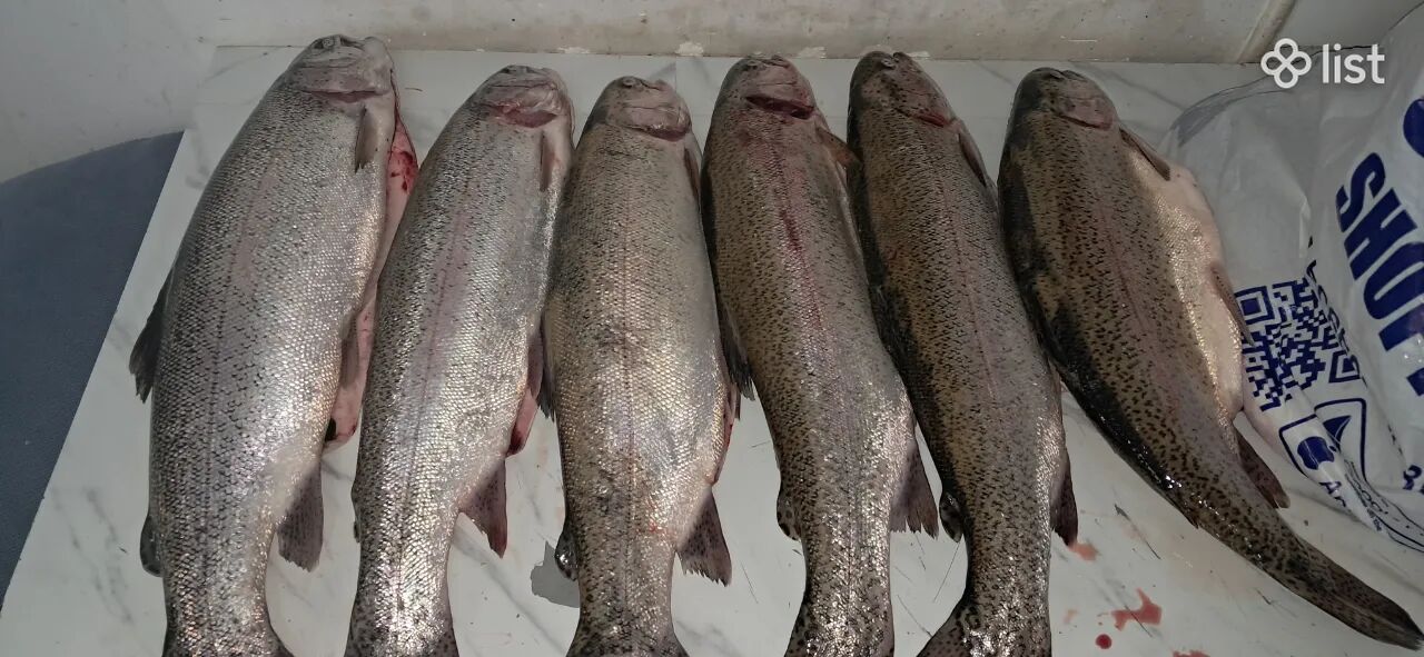 Իշխան ձուկ կարմիր իշխան