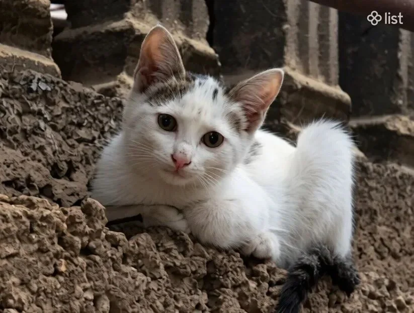Маленькая Ануш - сладкая кошечка Փոքրիկ Անուշ