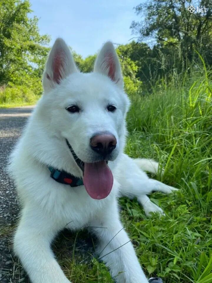 Սիբիրյան մաքրացեղ Լայկա
