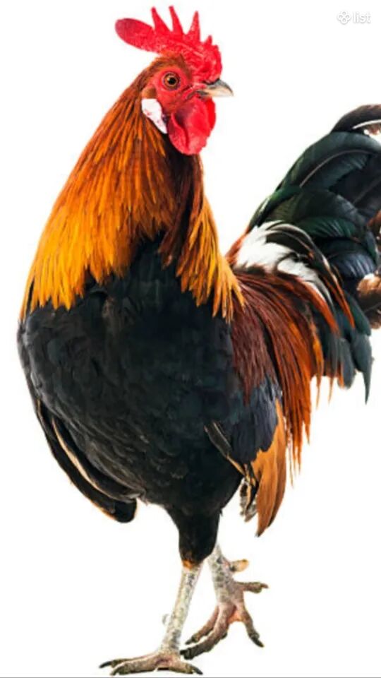 Աքլոր աքաղաղ խորոզ տնական բռամայի խառնուրդ