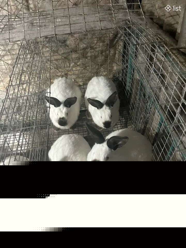 Կալիֆորնական Նապաստակներ