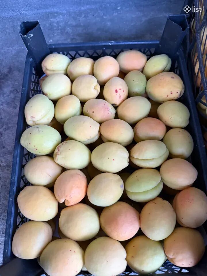 Շալախ տեսակի ծիրան