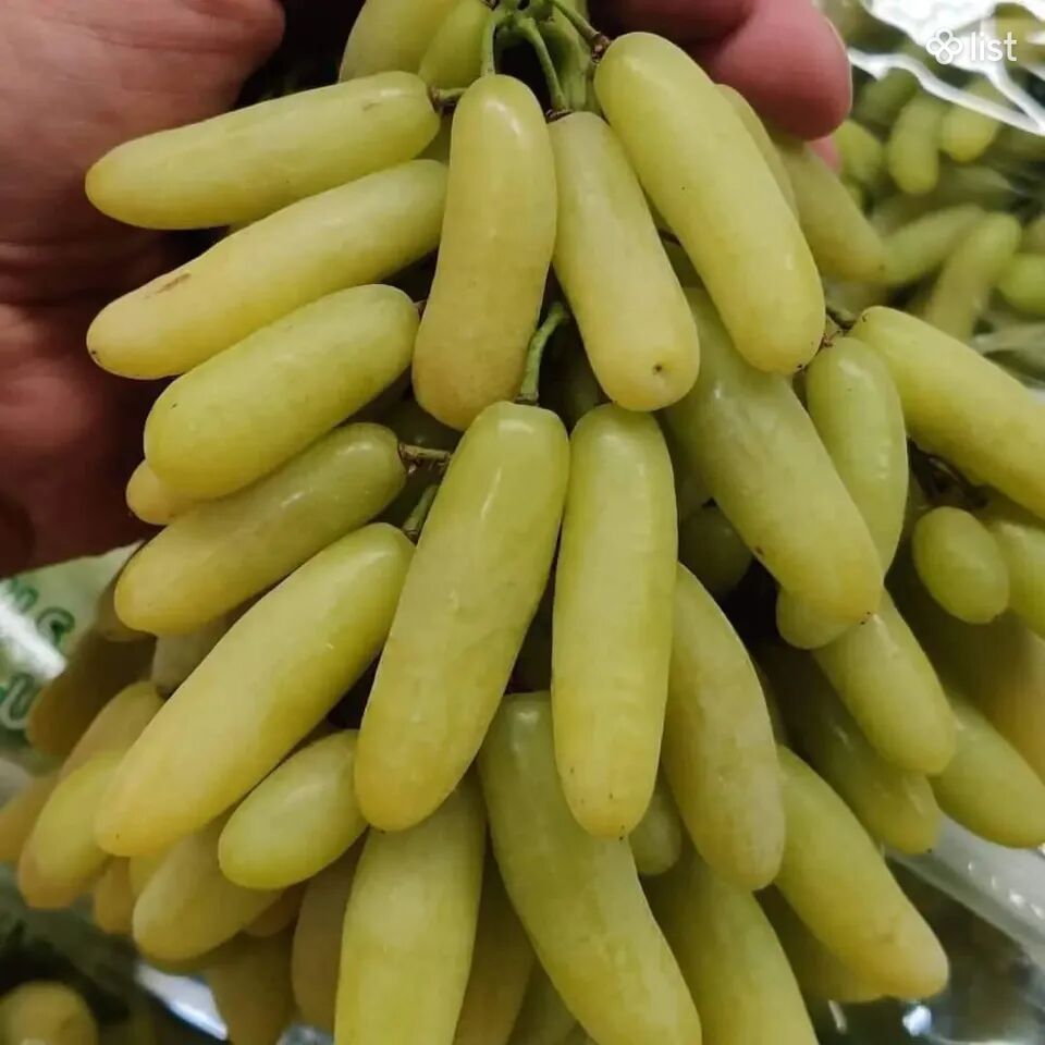 Քիշմիշ Lamborgini Խաղողի տնկիներ