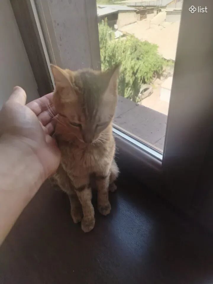 Отдам в хорошие руки