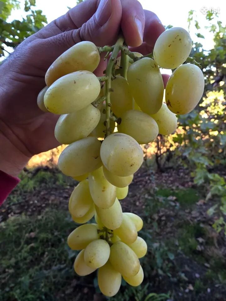 Քիշմիշ Ararat Խաղողի տնկիներ