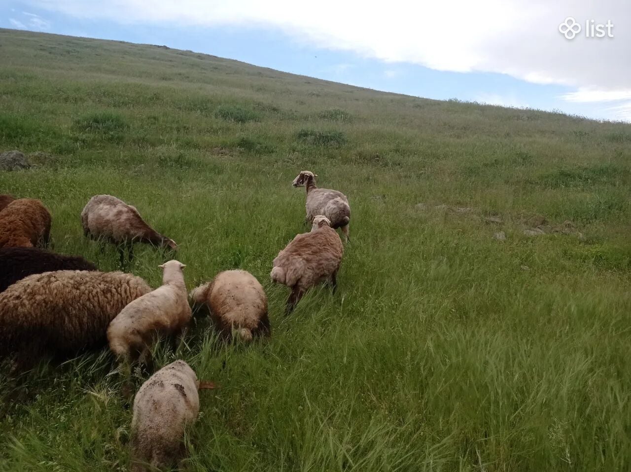 Գառ ղոչ գառներ ղոչ