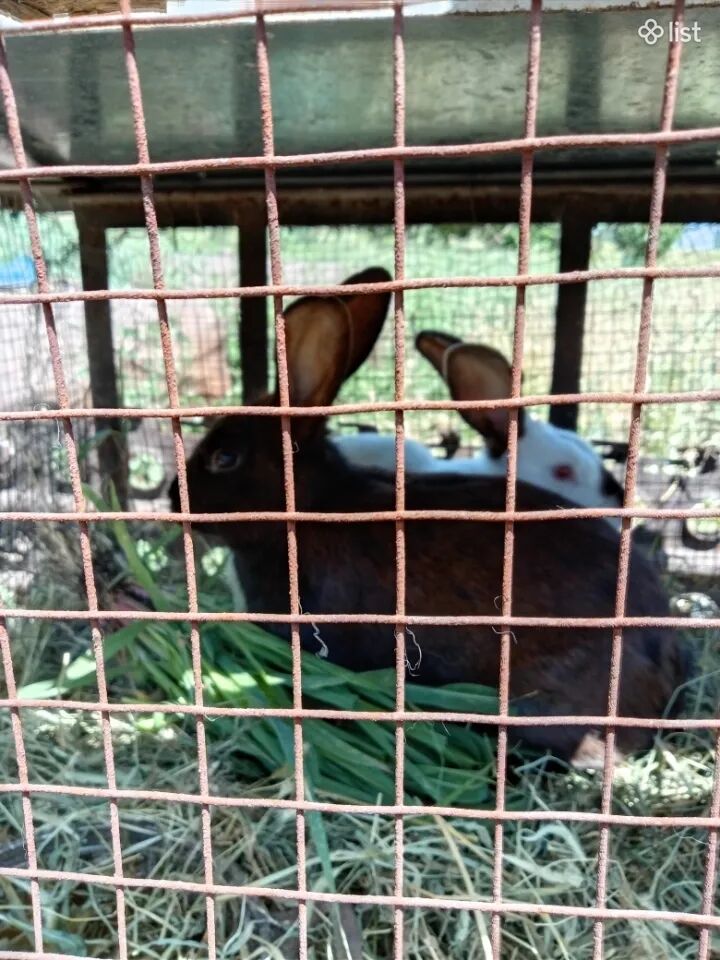 Ճագար ներ, նապաստակներ