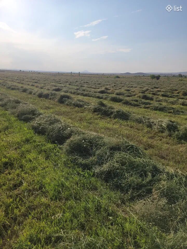 Առվույտ, տուկ, խոտ, անասնակեր, յոնջա, յոնջի տուկ, խոտի տուկ