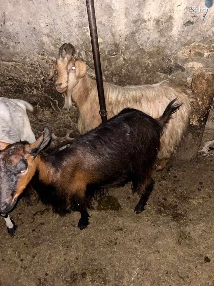 3 մայր այծ ջահել