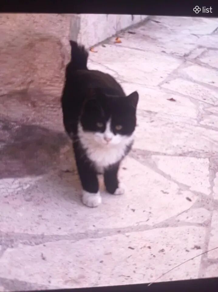 Отдам в добрые руки котят