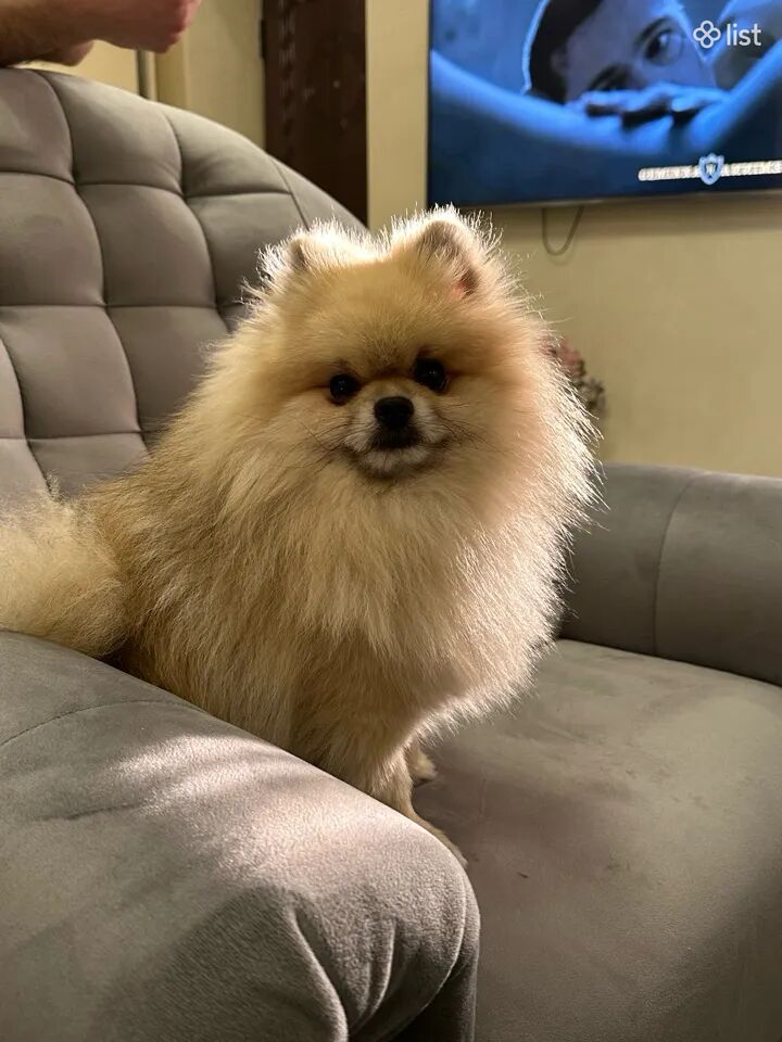 Pomeranski shpic boo