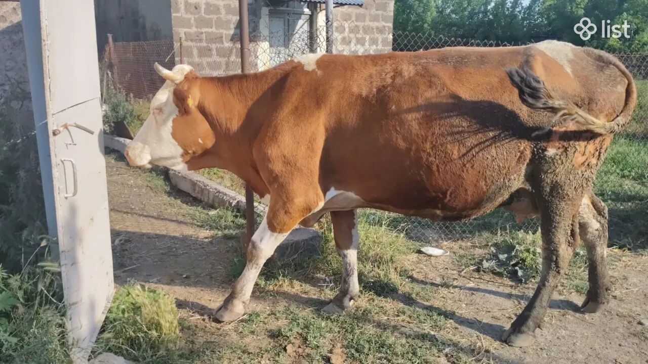 Մաքրացեղ սիմենտալ կովեր