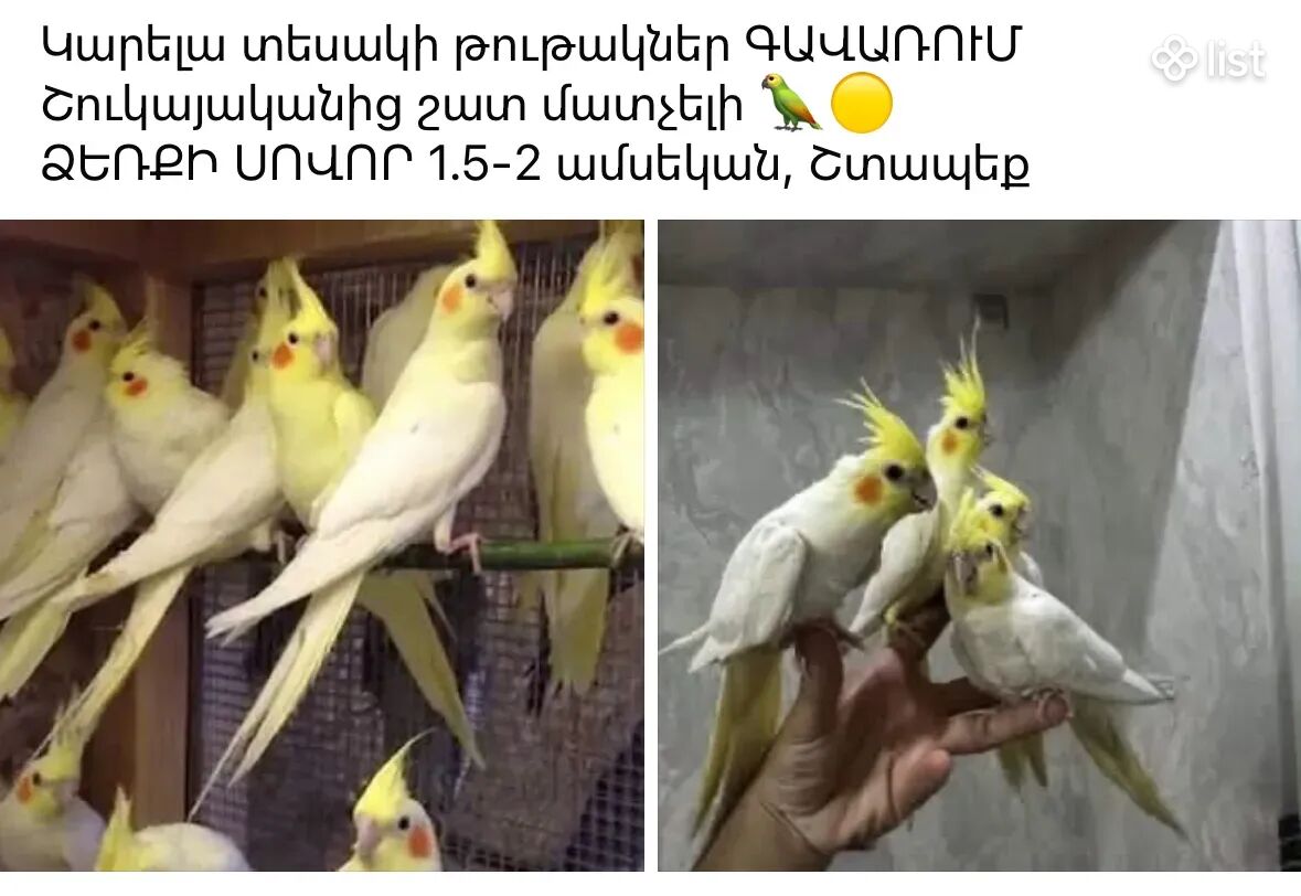 Կարելլա տեսակի թութակներ