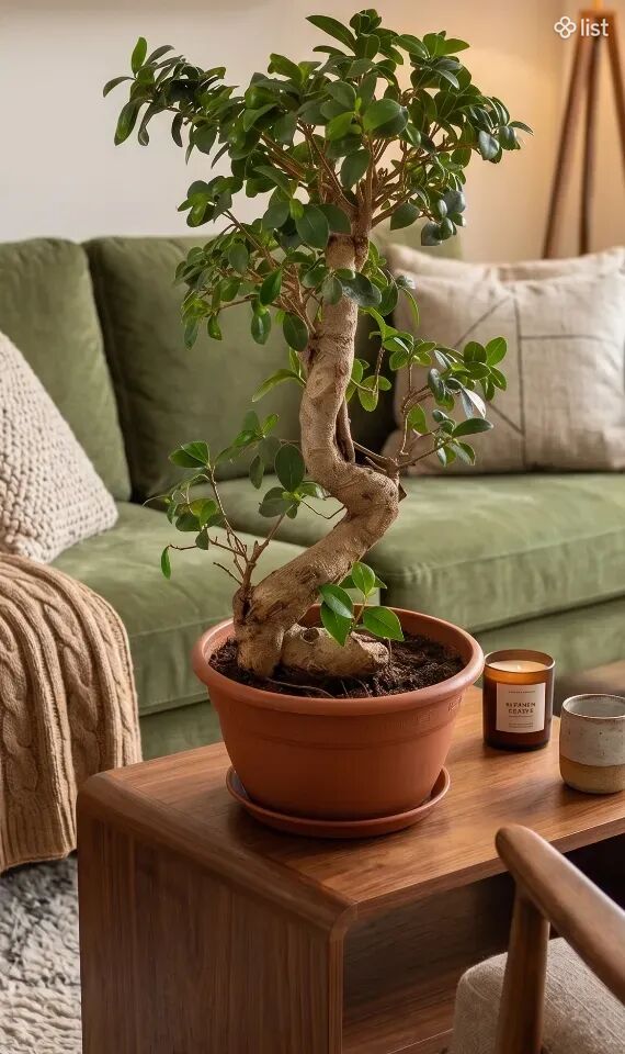 Ficus Bonsai, Ֆիկուս Բոնսաի, Фикус Бонсаи
