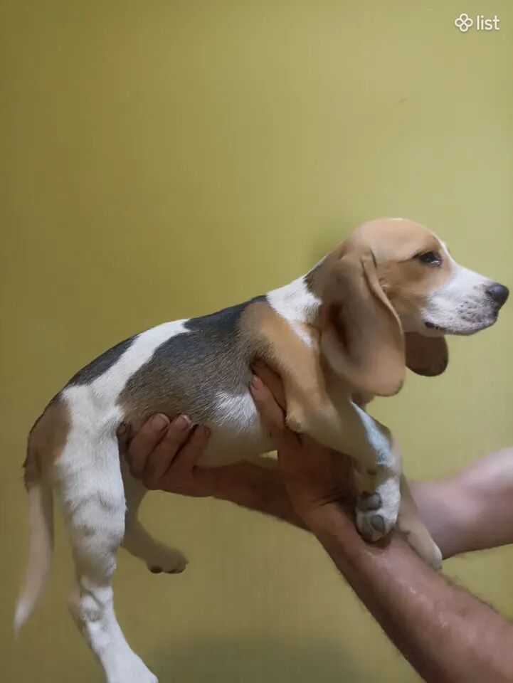 Бигль, beagle բիգլ ցեղատեսակի շան ձագեր