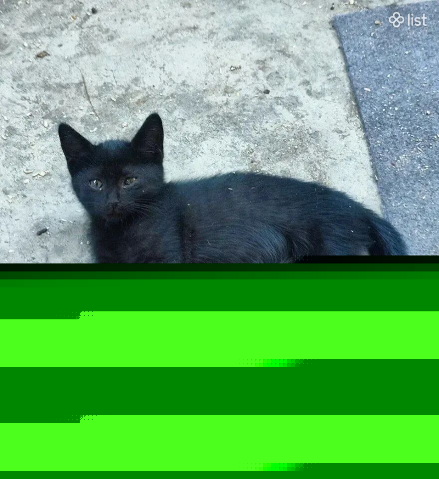 Отдам в добрые руки умную кошку, возраст 8 недель
