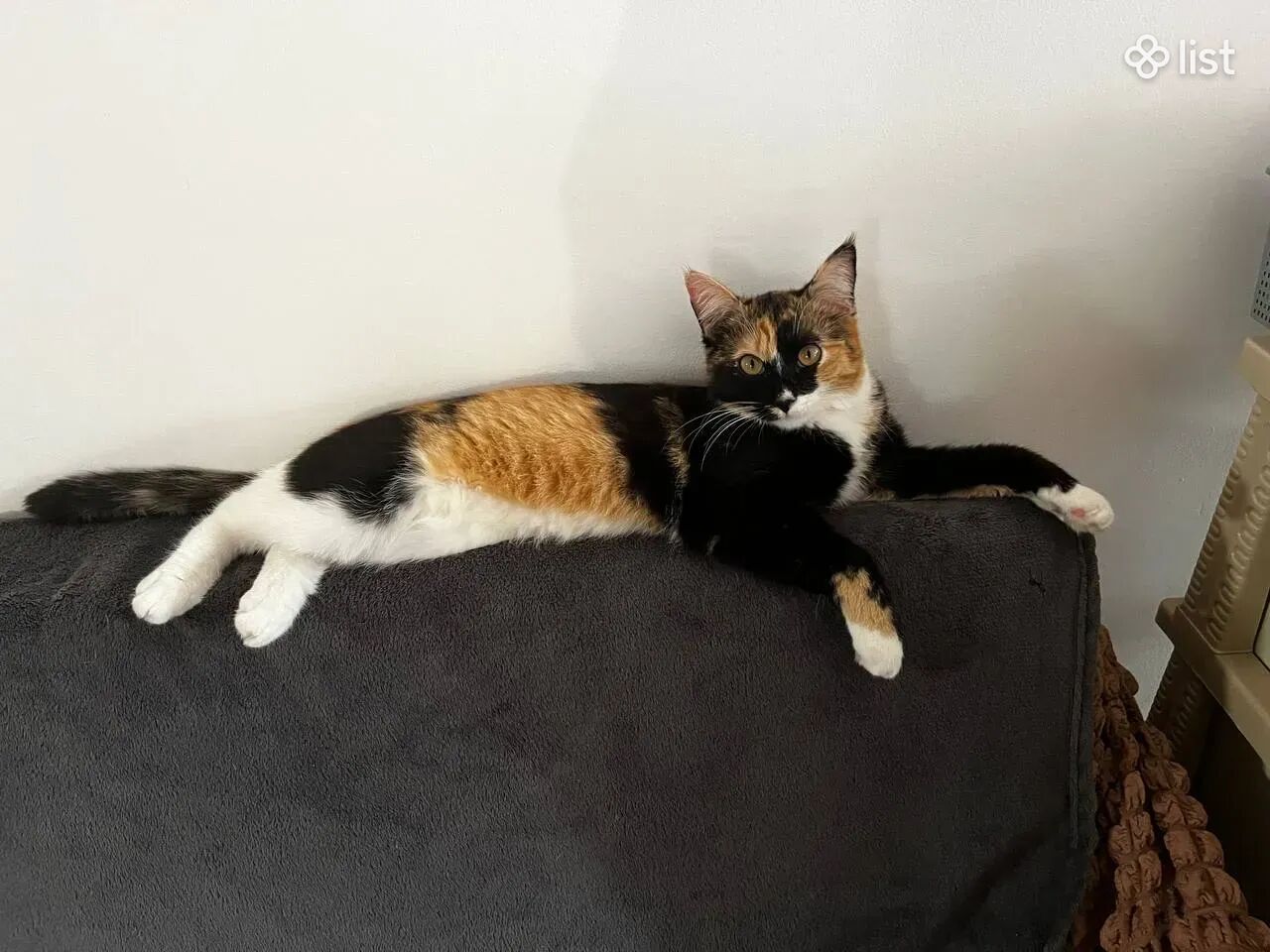 Tora (little hunter) / Тора (охотница)