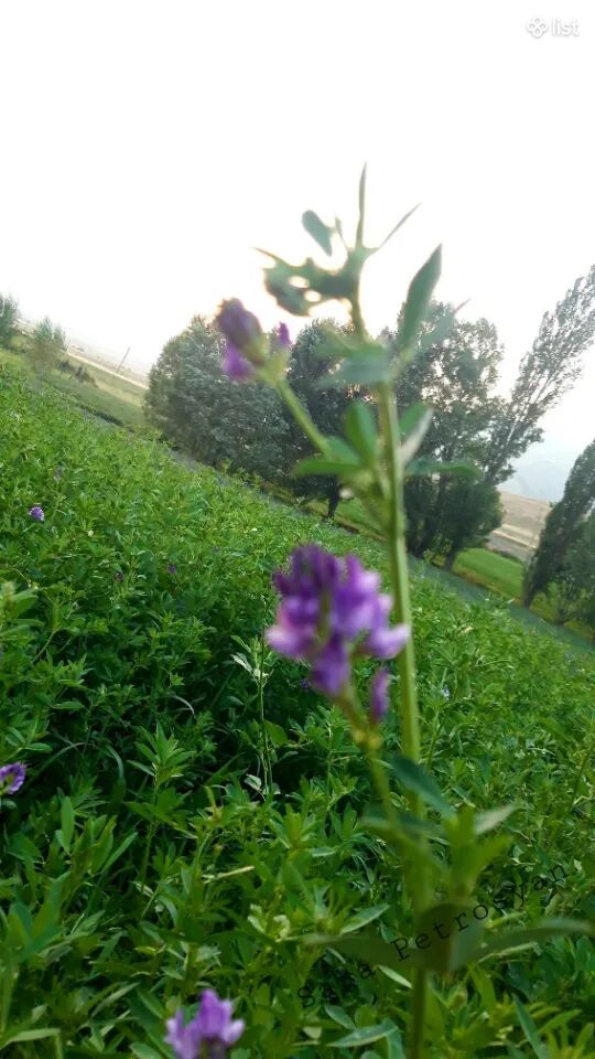 Յոնջա, առվույտ, կենդանիների համար կեր