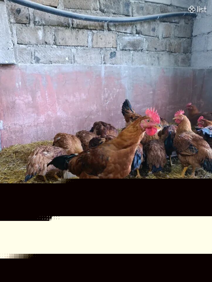 Տնական պահած աքլորներ