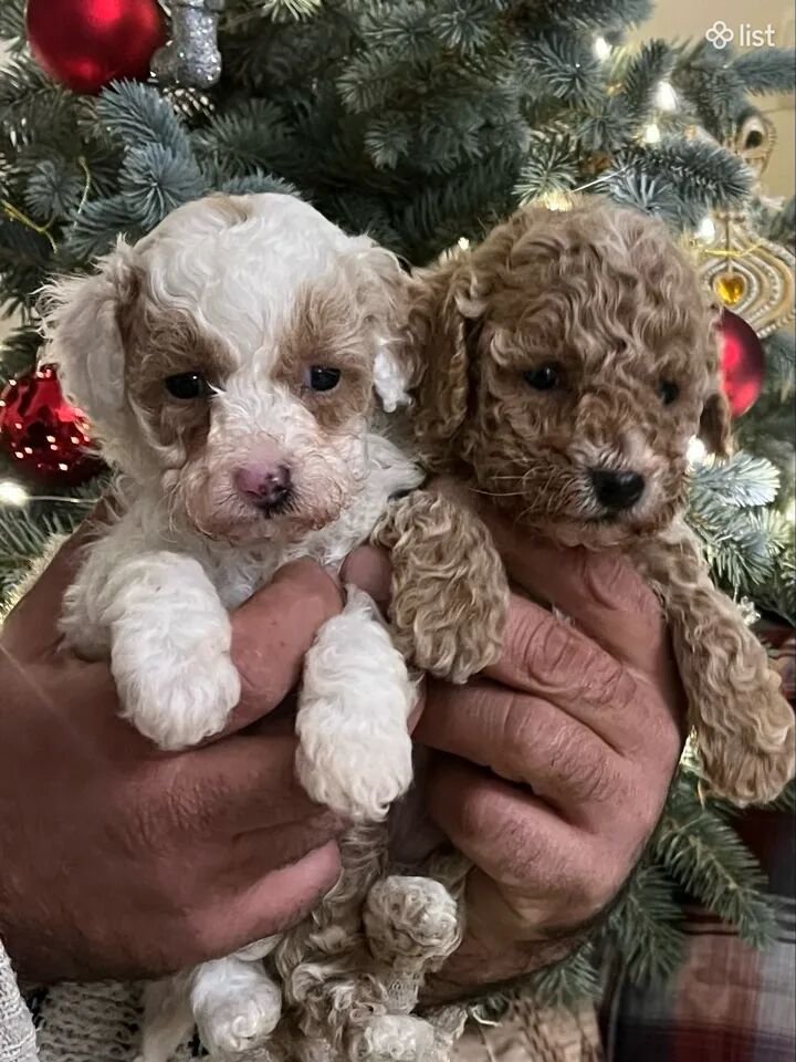 Мальтипу Մալտիպու Maltipoo