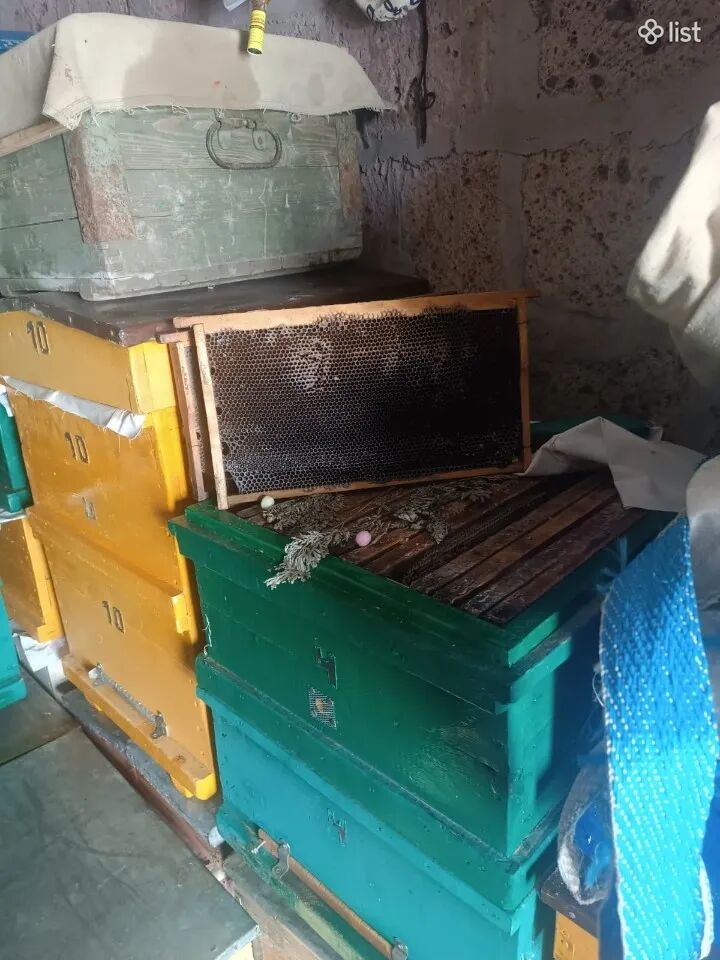 Մեղվի ռամկա, լանգստրոտ