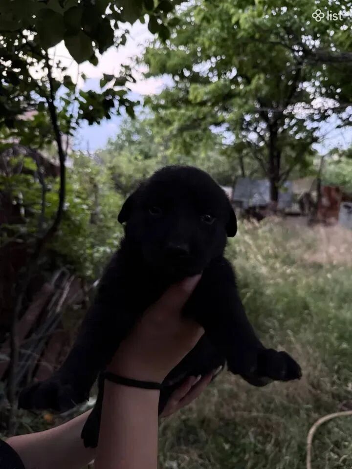 Քոթոթներ արական և իգական