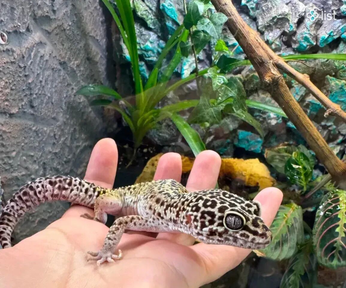 Լեոպարդ գեկոն/ leopard gekon