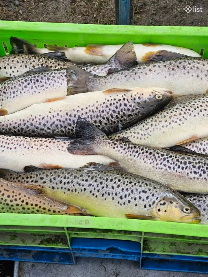 Սևանի իշխան, Գեղաքունի