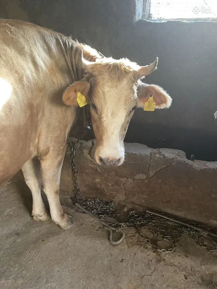 Էրինջ 2.5 Տարեկան