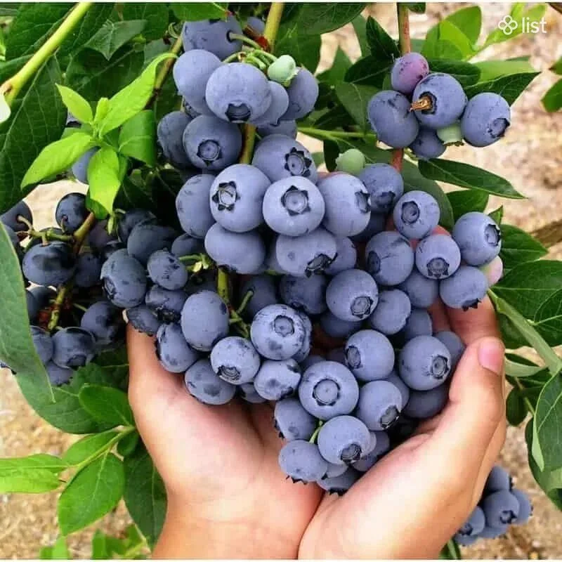 Հապալասենի, թուփ, հապալաս