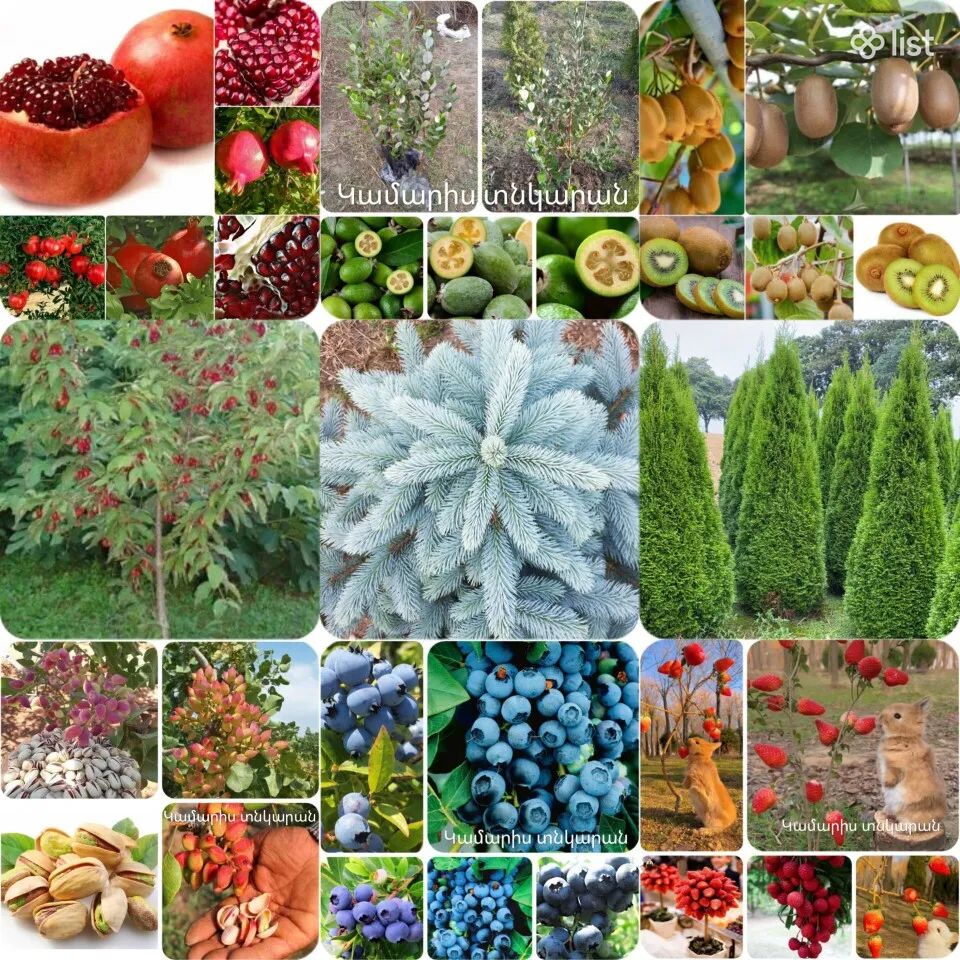 Տնկի, տույա, եղևնի անմիջապես աճեցնողից