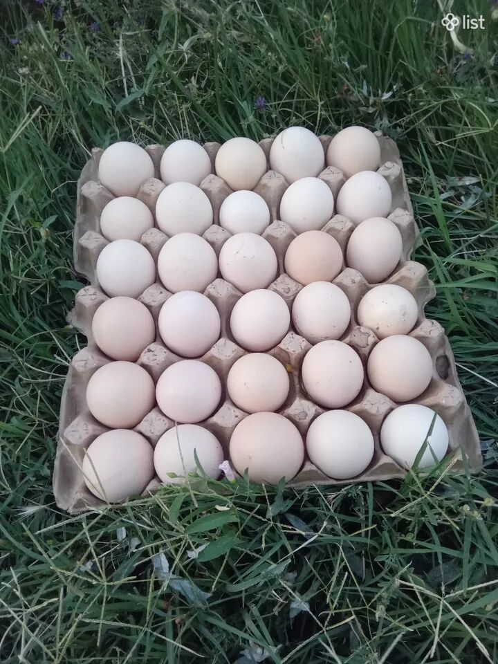 Ձու, հավկիթ, տնական ձու