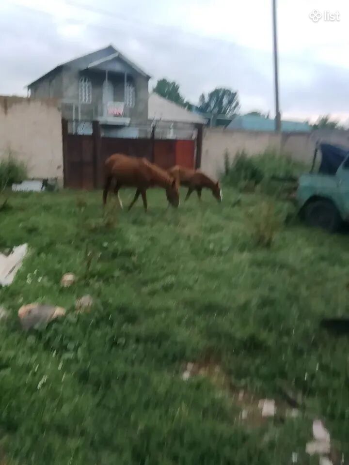 Ձի ձիեր խուլան քուռակ
